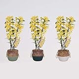 Godetevi questa meravigliosa gloria di orchidee.