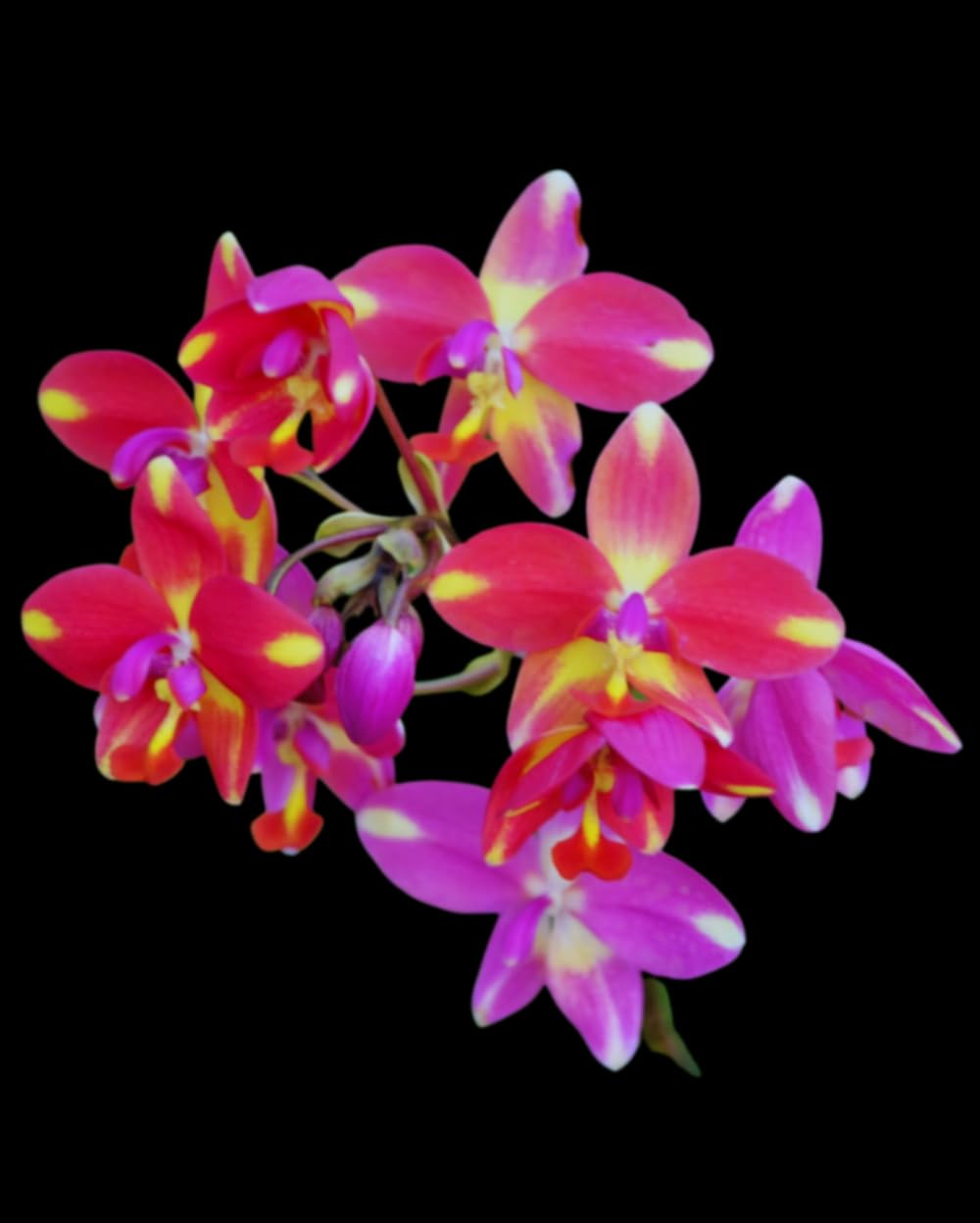 Divine Blossoms Imported Plant of Spathoglottis Ground Orchid Hybrid Without Flower Hybrids Mixed Colours for Home Gardening, Balcony & Indoor & Outdoor Gardening (Ground Orchids Plants) (B0CJMGK618) Amazon Price History, Amazon Price Tracker