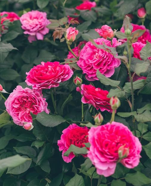 David Austin Gabriel Oak - English Shrub Garden Rose Bush pruned- Beautifully Formed Soft Pink Blooms - Strong Fruity Fragrance in 3ltf Pot