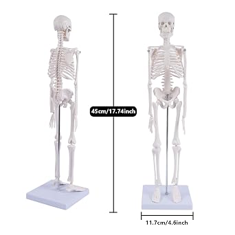 NLShan Human Skeleton Model for Anatomy: Scientific Model with Movable Arms, Legs & Display Stand - 17 Mini Human Skeleton Model for Study and Display
