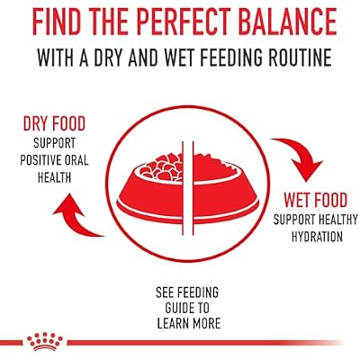 Royal Canin Feline Health Nutrition Indoor Adult Morsels in Gravy Cat Food, 3 oz (Pack of 24)