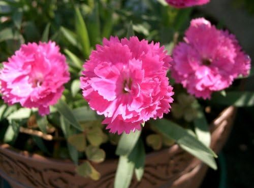 1000 Pinks chinos (rosa de Chinarosa arcoíris) Dianthus Chinensis semillas de flores
