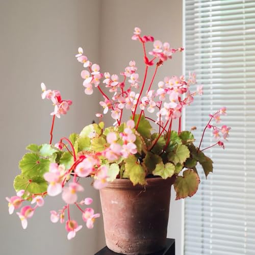 begoniensamen - garten, kübelpflanzen winterhart 750pcs