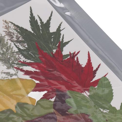 Flores Prensadas a Granel, Flores Prensadas Versáteis e Requintadas para Scrapbooking DIY