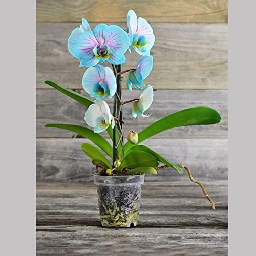 PHUNAT Clear Orchid Pot, 12PCS 4.5'' Transparent Plastic Plant Pots with Drainage Holes, Orchid Flower Pot Seedlings Pots Seed Pots Flower Plant Container