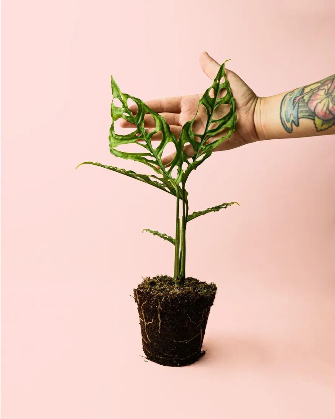 PUR PLANT Monstera obliqua de Perú | Planta natural de interior premium | Maceta de Ø12 cm | Rara y exclusiva, de hojas perforadas