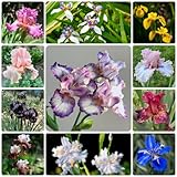 10 Piezas Bulbos De Iris Resistentes Perennes, Bulbos De Plantas De Iris, Bulbos De Flores Perennes Resistentes, Flores De Primavera Bulbos De Iris - Iris Tectorum - Flores Decorativas