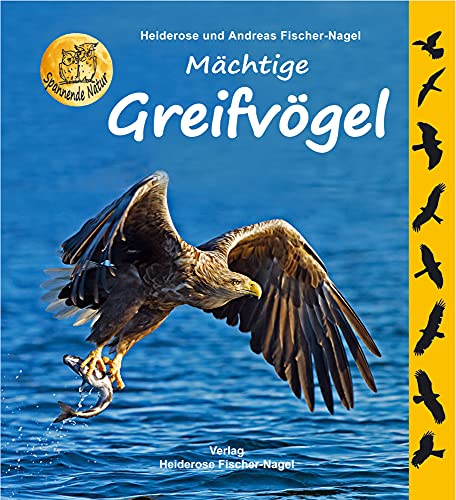 Seeadler auf Rügen gerettet Mächtige Greifvögel