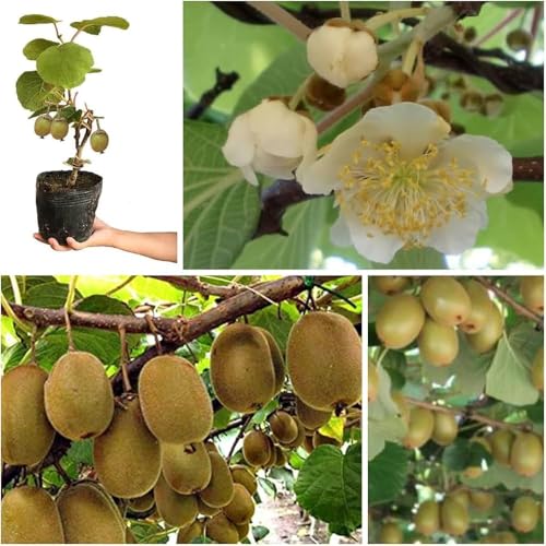 Image of All-Time12 Months Hybrid Grafted Guti Kolom Live Fruit Plant Original & Authentic Organic Tree for Outdoor Fast-Growing Fruit Plant Home Pack Of-1 (Kiwi Fruit Plant, Medium)