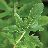 Burpee Rocket Arugula Seeds 2000 seeds