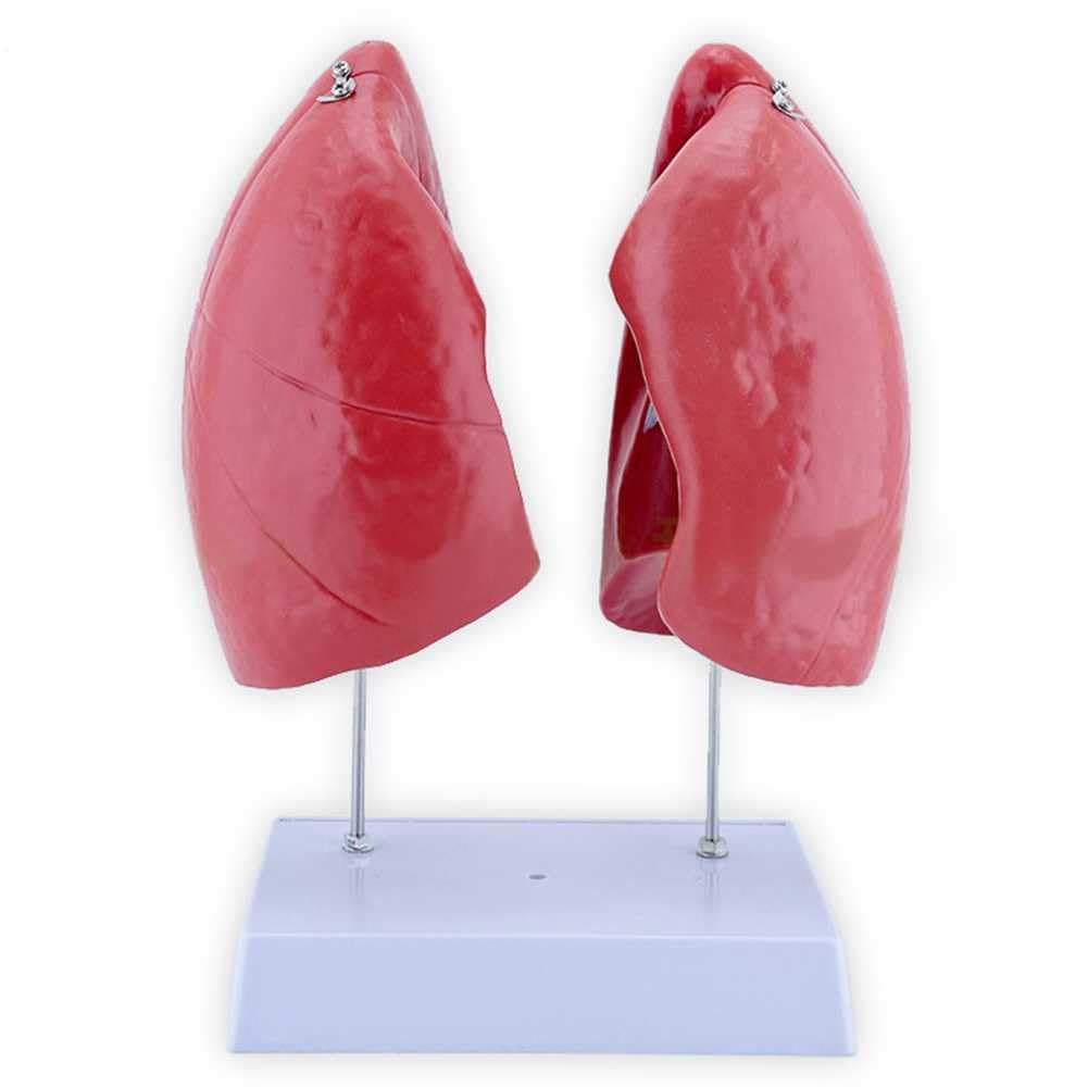 Kits de modèles pulmonaires avec anatomie précise et structure détachable