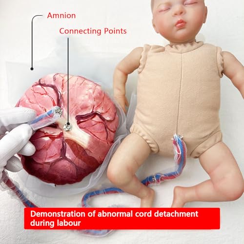Modello di cura del neonato in ostetricia e ginecologia - Strumento didattico per placenta e feto con cordone ombelicale rimovibile per l'educazione ostetrica