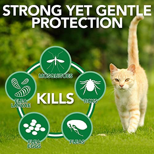 Image of Medfly Spot On Solution for Cats (Pack of 3) | Effective Treatment for Tick, Flea, Lice | Complete Parasite Protection - Keeps Cats and Kittens Healthy and Happy (Pack of 3)
