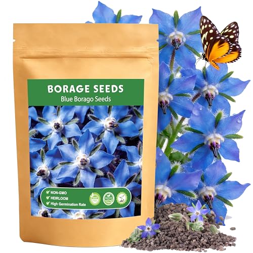 LUOJIBIE Borage Seeds 2 000+ Blue Borage Seeds for Planting Outdoor & Indoor Flower Seeds Bulk for Garden Non-GMO & Heirloom Easy to Grow