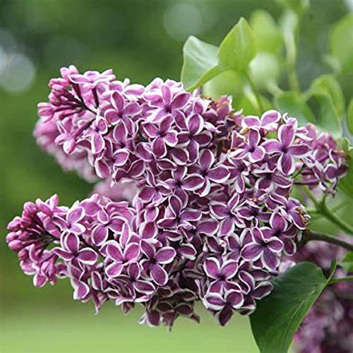 Chuxay Garden Syringa Vulgaris, Purple White Lilac Seed 25 Seeds Ornamental Flowering Plant Deciduous Shrub Attract Butterflies And Bees #TOP2