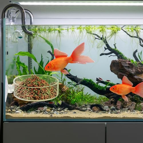 Image of 2Pcs Aquarium Shrimp Feeder Dish with Suction 75mm Round Clear Fish Tank Food Tray Container Glass Fish Tank Feeding Bowls for Aquarium Tanks Feeding Tray