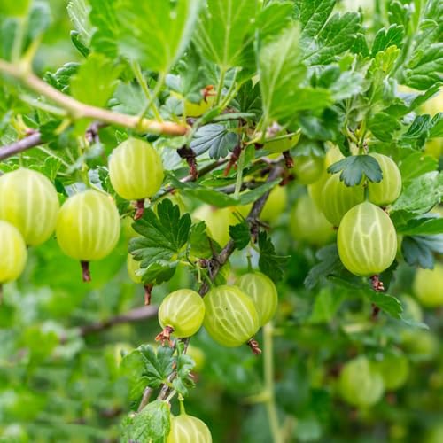 semi di ribes uva spina - uva spina - rare, interno, balcone resistente da colonnari, esotiche resistenti 150pcs