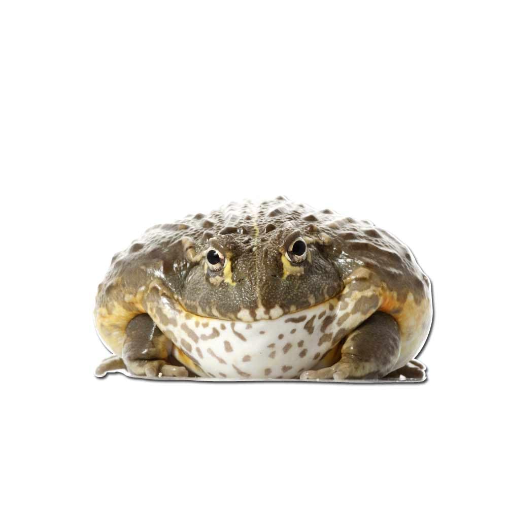 Amazon.com: African Bull Frog, Pixie Frog 5 inch Full Color Indoor