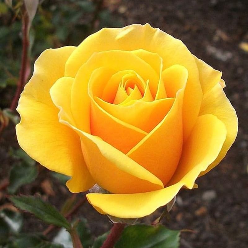 ❃ローズ❃ Amazon.com : Rose Plant Live, Fragrant Heirloom Flower Bush, 5-10