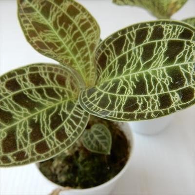 Amazon マコデス ジュエルオーキッド 6cmポット 観葉植物 オンライン通販