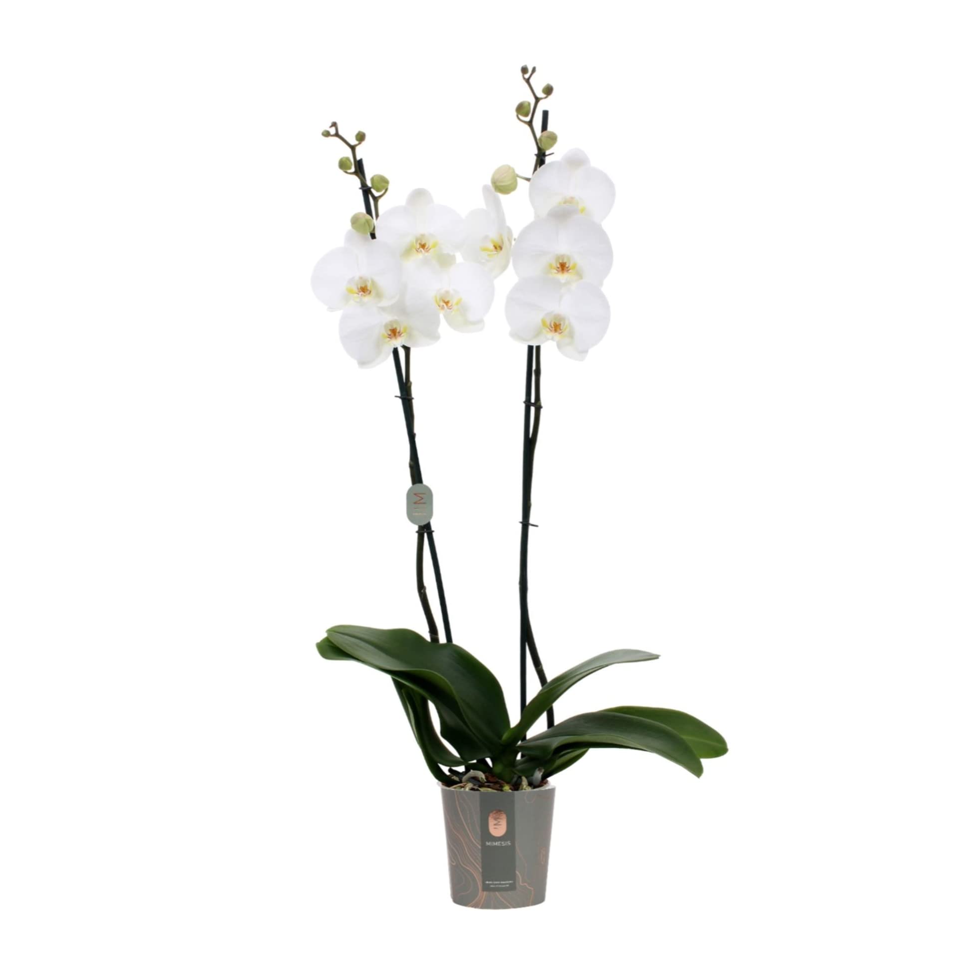 Orquídea Alevilla con Flor Blanca Orquídea Planta Interior