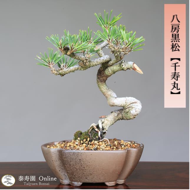 Amazon.co.jp: ノーブランド品八房黒松【千寿丸】小品盆栽【泰寿園 