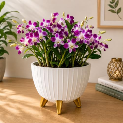 Image of (7 Inch) Plastic Flower Pot for Indoor Outdoor Plants with Stand, planters for Home Decor, Flower Pot with Legs, Flower Pot for Living Room, Garden, Pot for Office Table & Home (White, 2)