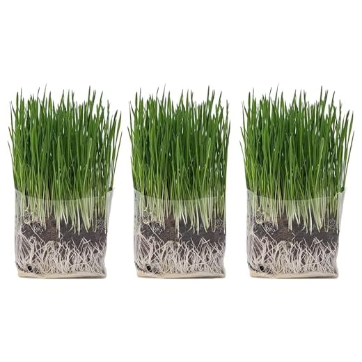 The Cat Ladies Cat Grass Grow Bag Kit, Organic Cat Grass for Indoor Cats, Cat Grass Seeds, Soil & Grow Bags 3 Pack