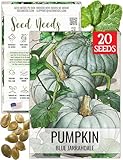 Seed Needs Pumpkin Seeds for Planting Blue Jarrahdale Pumpkins - Non-GMO Heirloom & Untreated Cucurbita Maxima Seed to Plant an Outdoor Home Grown Vegetable Garden (1 Pack)
