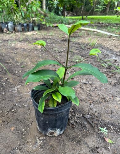 Exotic Mangosteen Purple (Garcinia Mangostana) Mangostan Tropical Live Fruit Tree 10in to 24in