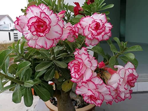 Royal Paradise Garden Rare Desert Rose Adenium 10 Seeds Pack - Variety: ADM95 (B09MVFWQ2M) Amazon Price History, Amazon Price Tracker