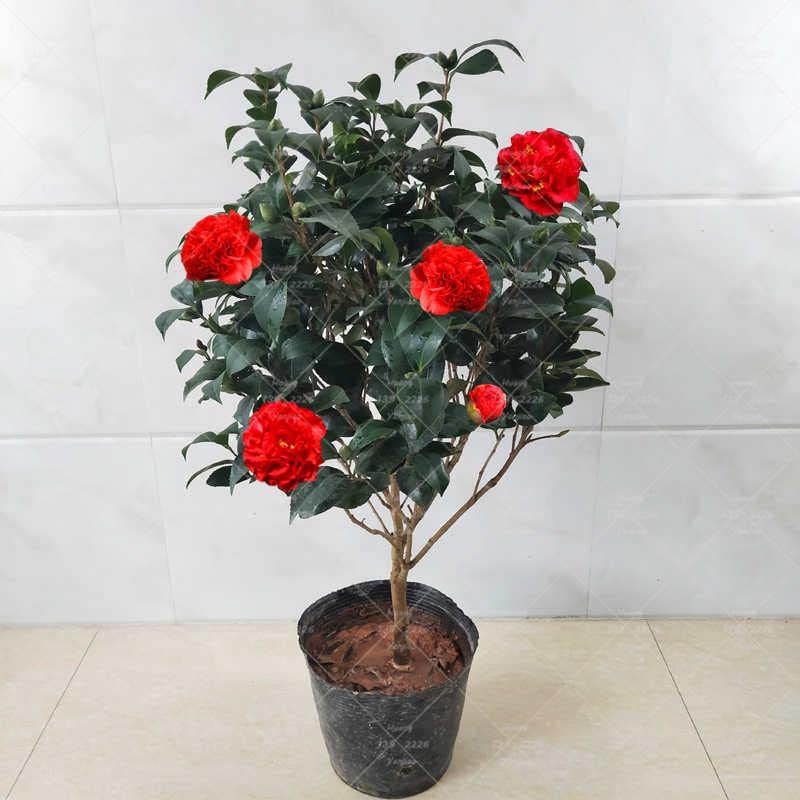 See full amazon price history chart for Cloud Farm Live RED Camellia Healthy Flower Plant For Home Gardening Red Colour Pack of 1 CF_02 Cloud Farm Live RED Camellia Healthy Flower Plant For Home Gardening Red Colour Pack of 1 CF_02 (B0BNXN96NG) Amazon Price History, Amazon Price Tracker