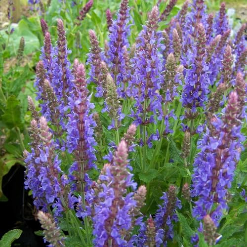 semillas de salvia resistentes 25pcs