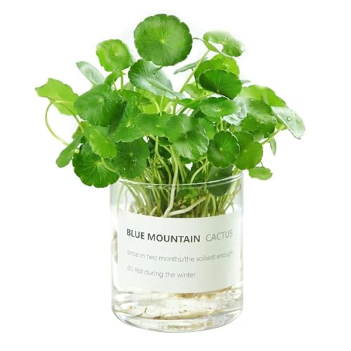 Vaso cilindrico in vetro trasparente alto 10,2 cm, vaso da fiori decorativo da tavolo, centrotavola, portacandele, vaso floreale idroponico per piante, bouquet, matrimonio, decorazione per la casa