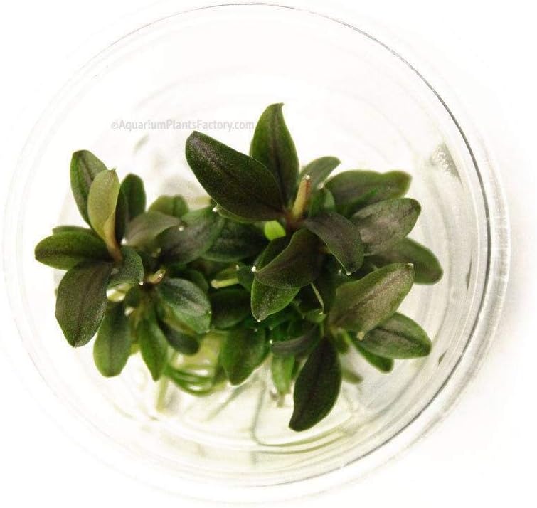 Aquarium Fan Bucephalandra red mini - In-Vitro
