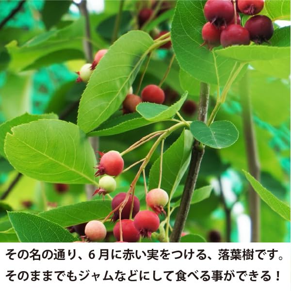 Amazon.co.jp: ジューンベリー 樹高約1.5m 株立ち シンボルツリー 人気