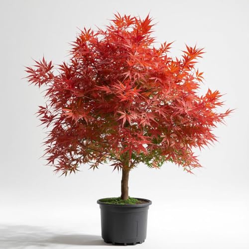 Fireglow Japanese Maple Tree – Hardy Ornamental Acer Palmatum with