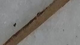 Review Image by LouF