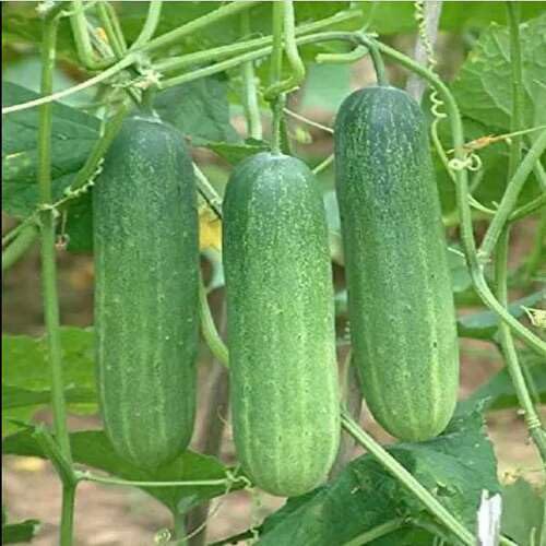 100pcs Cucumber Vegetable Seeds Green