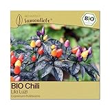 Samenliebe BIO Chili Samen Lila Luzi: 10 Samen für den Garten