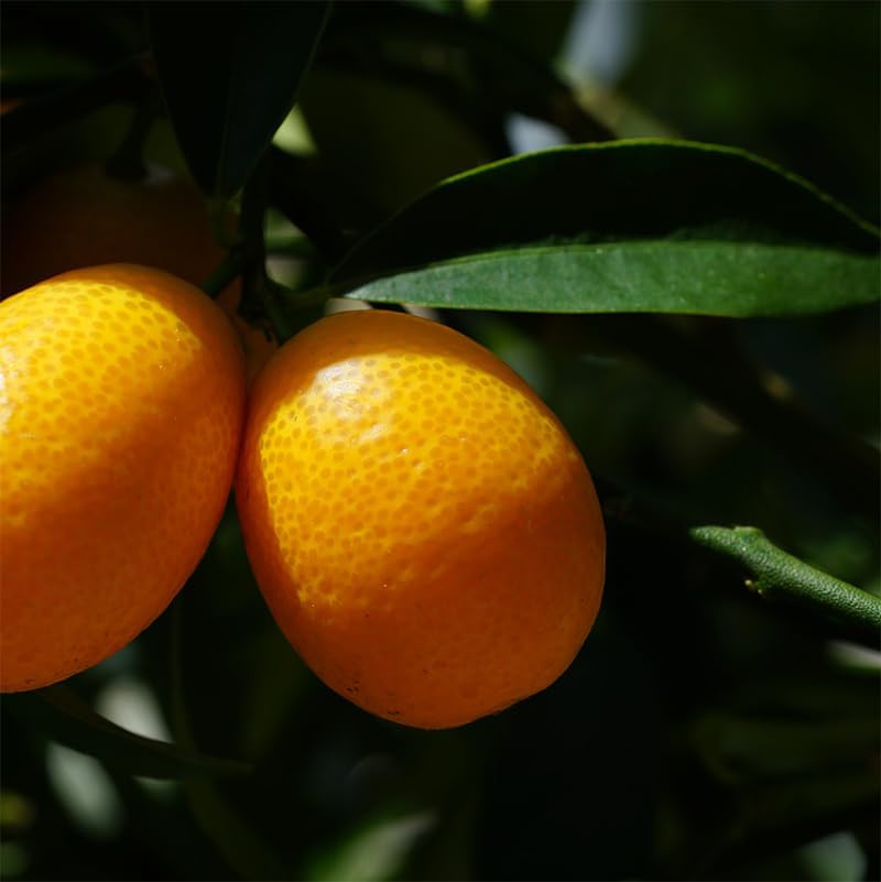 Concime Per Agrumi 0.500 Kg - Per Limoni, Aranci, Mandarini, Kumquat, Con Regolamento UE 2019/1148 - Foto 5