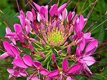 Amazon Co Jp 1 クレオメスピノザ種子花の種子屋外プラント酔った蝶の花の結婚式の装飾の庭は30個1用品