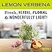 MRS. MEYER'S CLEAN DAY Hand Soap Refill Scent Variety Pack 2 CT (Lemon Verbena + Lavender)