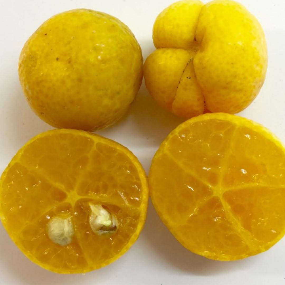 Vivaio Garden Forest - Limone Caviale Ovale – Eremorange (Citrus glauca x Citrus sinensis) – Pianta da Frutto Esotico con Polpa Verde Effetto Caviale – Agrume Raro da Collezione