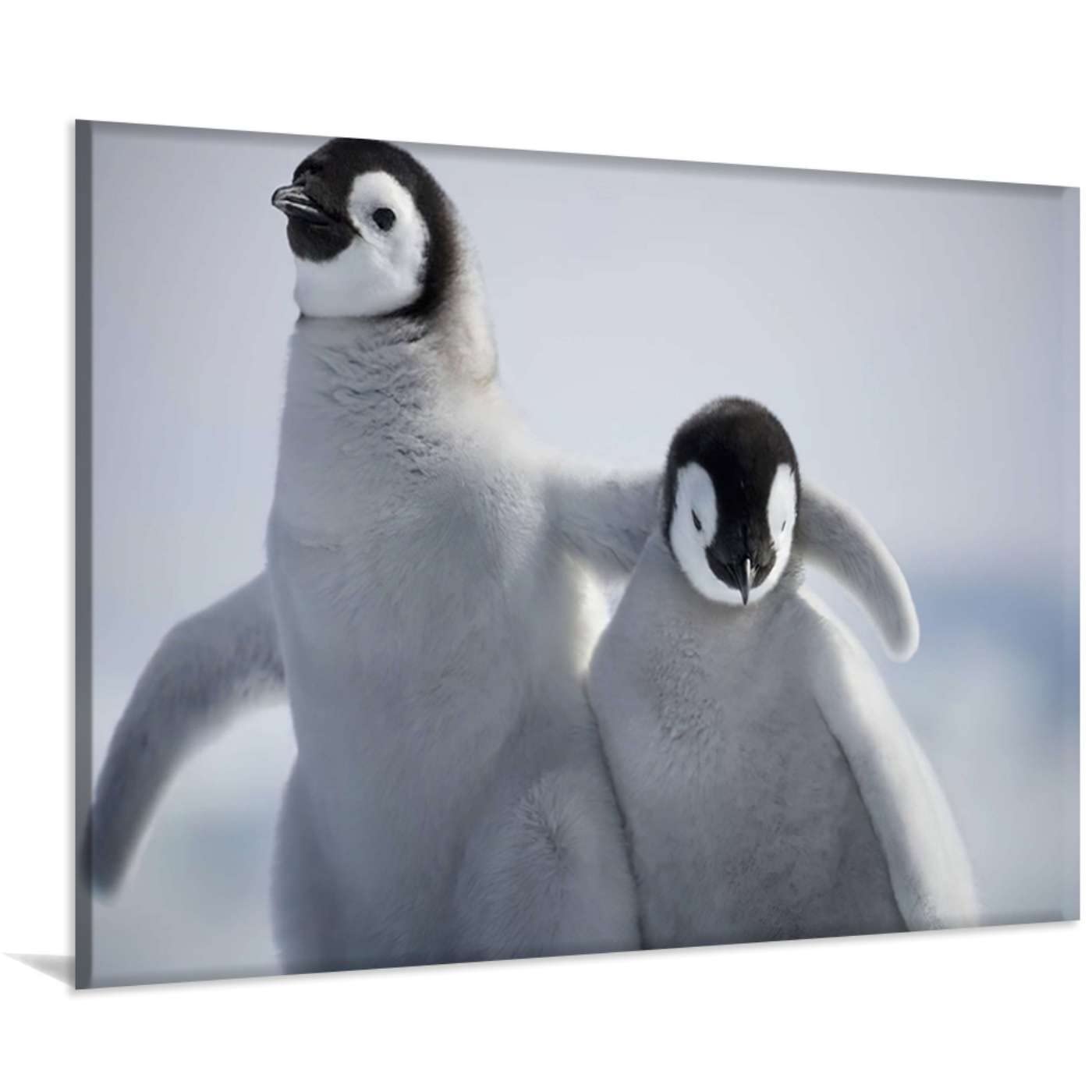 Canvas Wall Art Little Penguins ​ Framed Oil Paintings On Canvas Wall Art Abstract Art Canvas Paintings Picture Wall Art Modern Wall Decor for Bedroom Living Room Home Wall 12x18inch