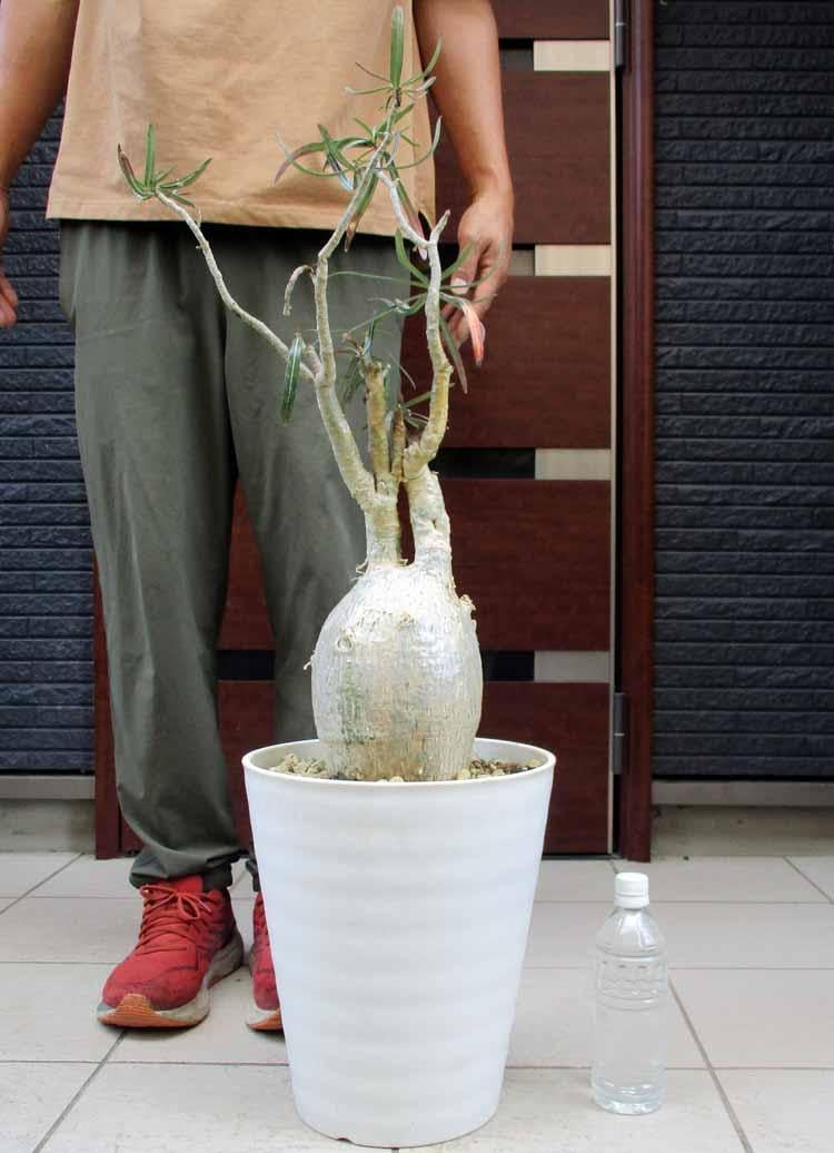 超大株 アデニウムソマレンセ