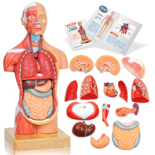 KIYOMARU ソフトな質感で15分解できる卓上サイズの人体解剖模型 人体模型 おもちゃ 理学療法士監修 補助マグネット付き 日本語簡易ガイドブックのサムネイル
