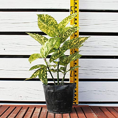 Amazon | アオキ 苗 【斑入りアオキ スターダスト】 5号ポット苗