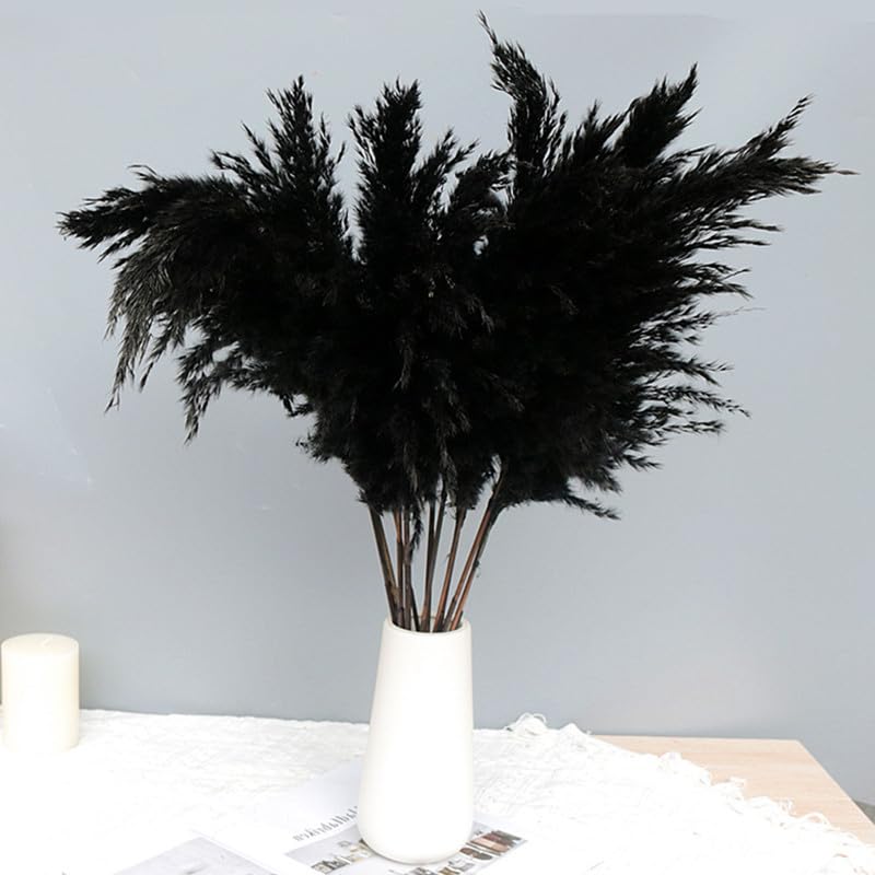 Pampas Grass Large Fluffy Black 10 pcs miniatura 6