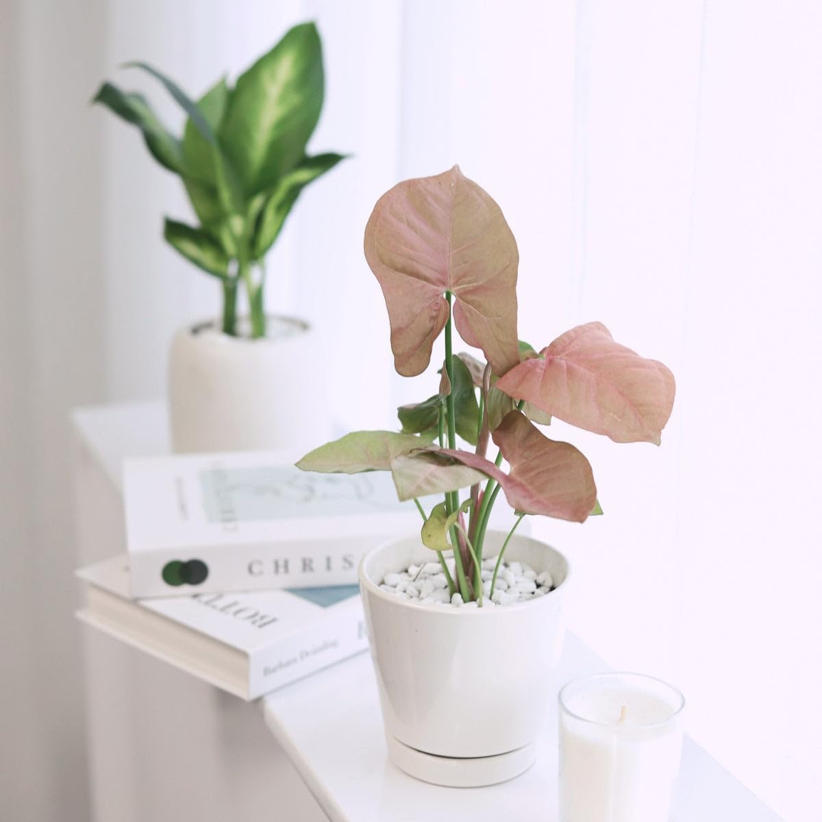 Syngonium Neon Robusta (6 inch) - Lucky Houseplants - 4/6 inch Unique Live Decorative Houseplants - Easy to Care Indoor Plants, Perfect for Office, Home & Feng Shui Decor